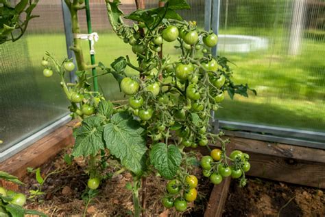 Kostenlose Foto Tomaten Gem Se Garten Bl Tter Lebensmittel