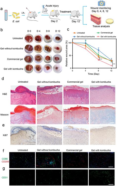 Evaluation of the healing in a full‐thickness cutaneous wound model. a ...