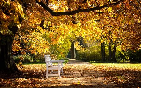 Nature Autumn Park Foliage Bench HD Wallpaper Pxfuel