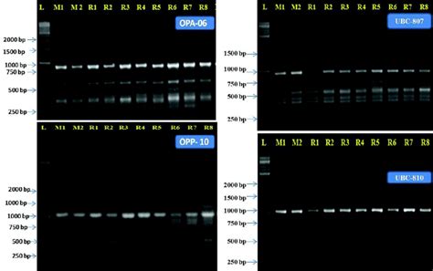 Rapd Amplified Molecular Profile With Primers Opa And Opp And