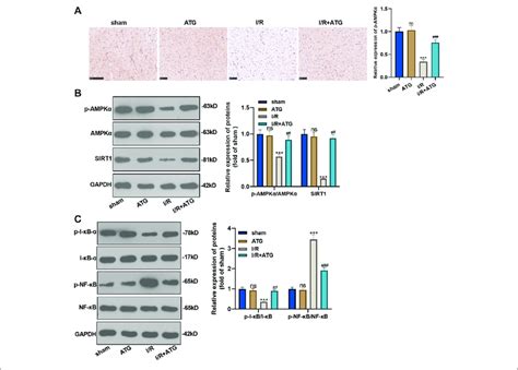 Arctigenin Activated The Ampk Sirt Signaling Pathway The Mi Model