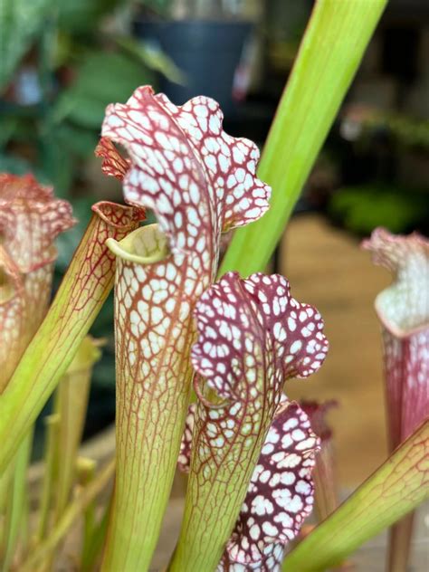 Carnivorous Sarracenia Trumpet Pitcher Farnhamii Hybrid - Highland Moss