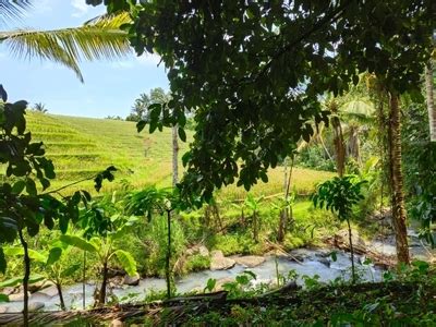 Tanah Kebun Dengan View Sawah Terasering Dan Los Sungai Di Bali Dijual