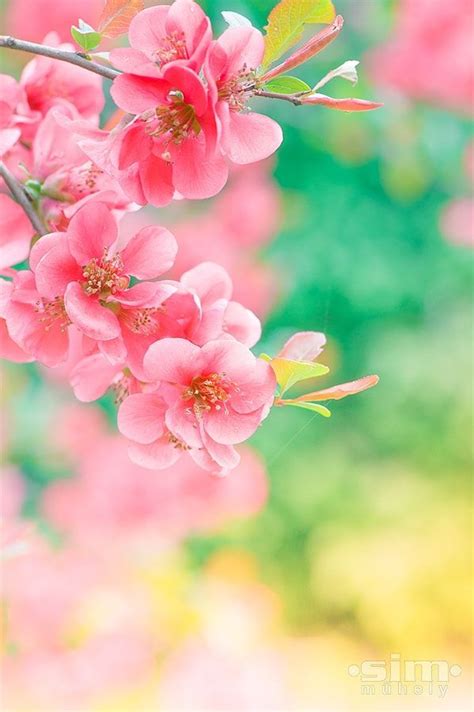 Spring Flowers Iphone Wallpaper Hd 263 Natuur