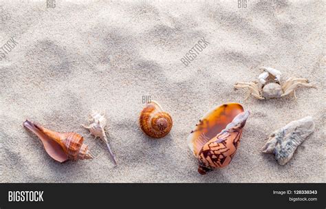 Sea Shellsstarfish Image And Photo Free Trial Bigstock