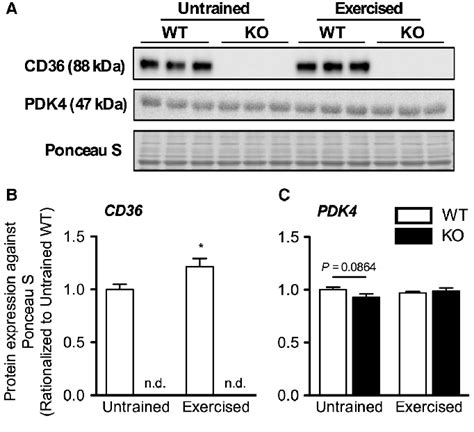 Protein Expression Of Cd36 And Pdk4 In Wt And Cd36 Ko Mice After