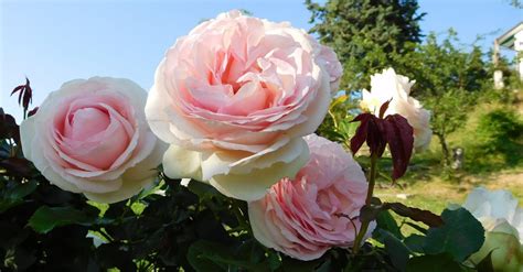 Роза пале рояль - фото и картинки: 66 штук