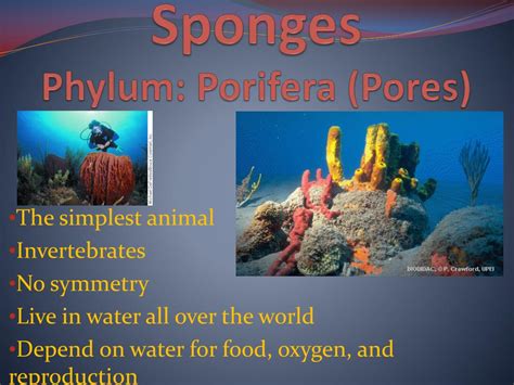 Invertebrates Animals Sponges