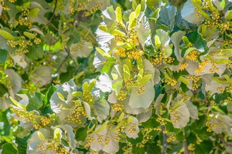 Silver Linden Tree: Care and Growing Guide