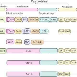 Characteristics Of Different Types Of Crispr Cas Systems Crispr Cas