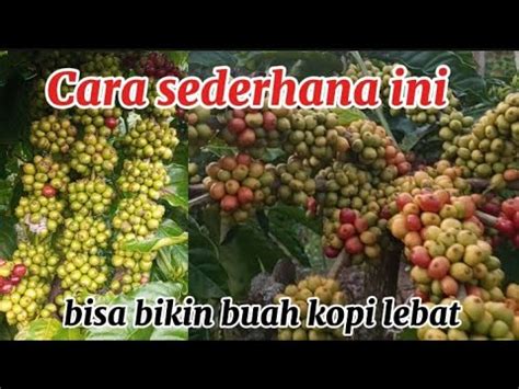 Cara Mudah Merawat Kopi Agar Buahnya Lebat Dan Stabil Setiap Tahunnya