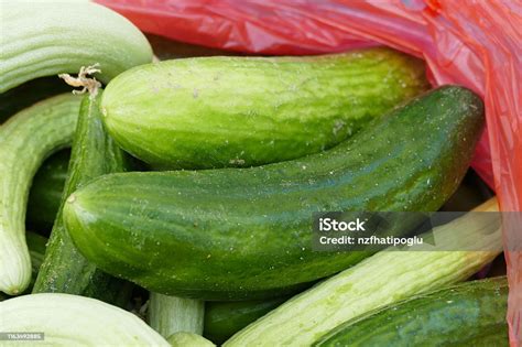 Fresh And Organic Gherkin White Gherkin The Type Of Gherkin Cucumbers