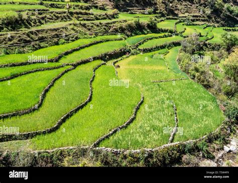 Terrace Farming Hillside Hi Res Stock Photography And Images Alamy