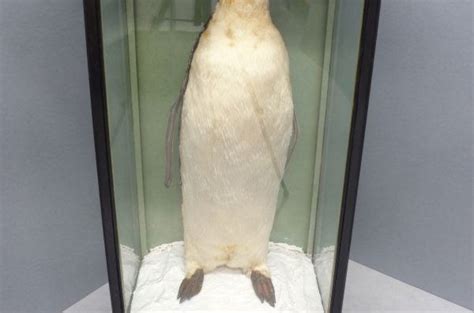 Featherless Penguin