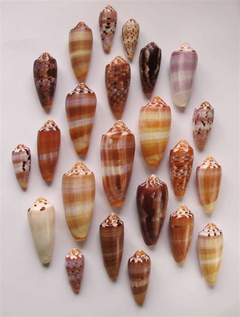 Sea shells, Sea glass shell, Shell beach