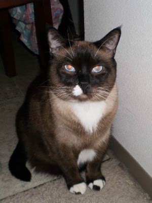 The Snowshoe Siamese or Snowshoe Cat