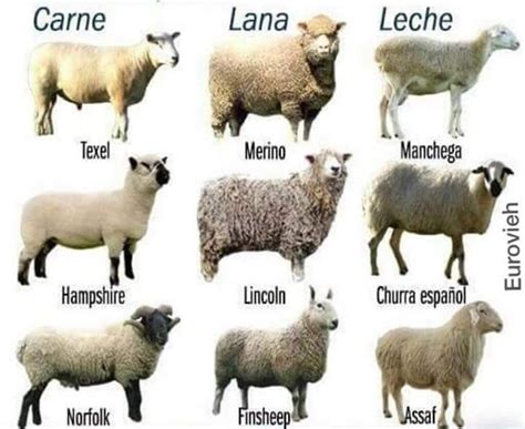 Best Sheep Breeds For Homesteaders Artofit