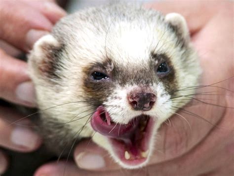 Yawning Ferret