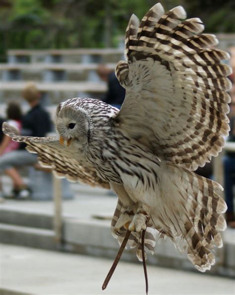 Flying Owls by ZitouneQ.deviantart.com on @deviantART | Owl, Deviantart ...