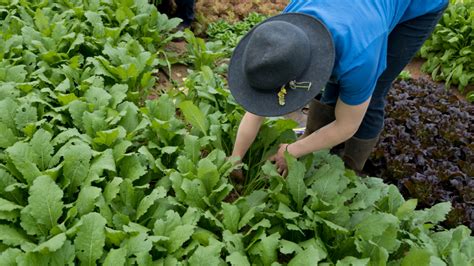 Cultivar Grelos O Que Deve Saber Para Ter Na Sua Horta A Tempo Do Natal