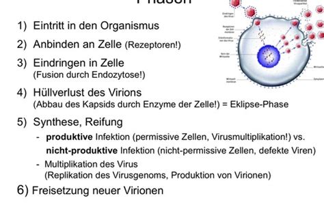 Pathologische Effekte Von Viren Karteikarten Quizlet