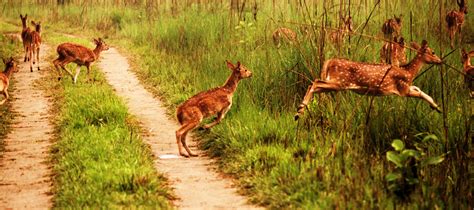 Wildlife Safari in Chitwan, 3 Days, Adventure, Price, Tour