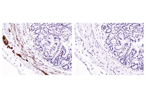 Phospho Tau Ser D Z G Rabbit Mab Bsa And Azide Free Cell