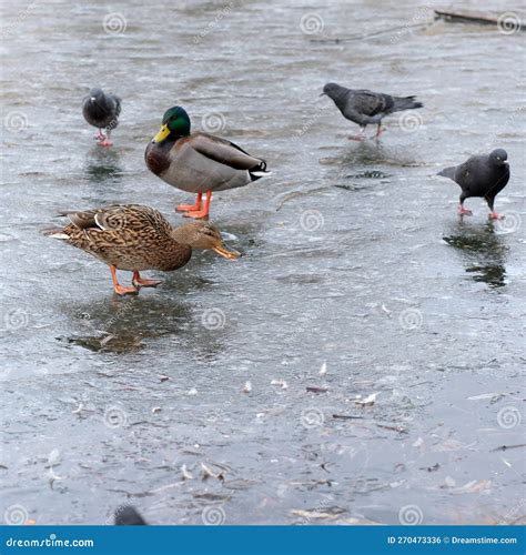 Wild Urban Birds on a Freezing Small Lake Stock Photo - Image of group