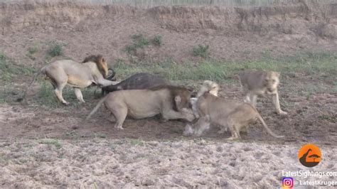 Lions Attack A Lone Buffalo What Happens Next Will Shock You Trending Hindustan Times