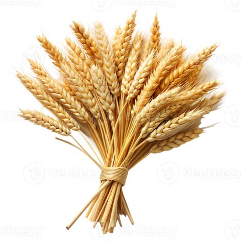 Golden wheat bundle tied with a natural straw rope 44186813 PNG