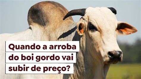 E Vai Gerar Que Sim Boi - Quando a arroba do boi gordo vai subir de preço? - Paracatu Rural