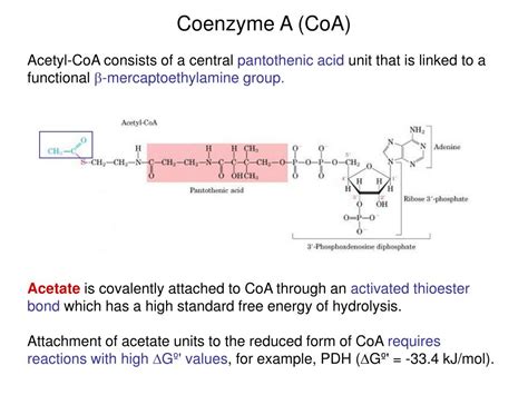 Ppt Redox Reactions In Metabolism Standard Reduction Potentials