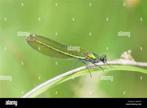 Female Banded Demoiselle Damselfly Calopteryx Splendens UK Stock