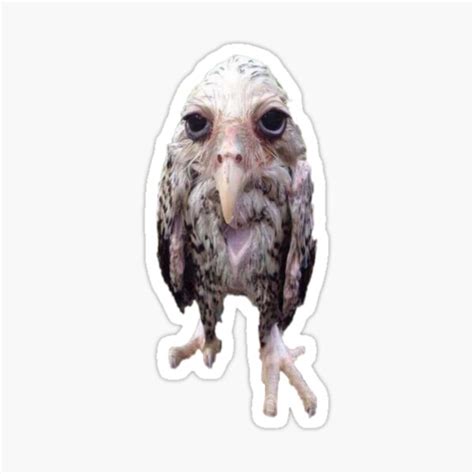 "funny wet owl meme " Sticker for Sale by posivibez | Redbubble