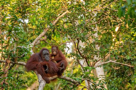 30 Animals That Live In Trees Characteristics And Fun Facts With Photos