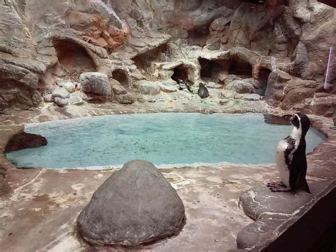 Aquarium of Niagara seeks funds to "Save The Penguins" | WBFO