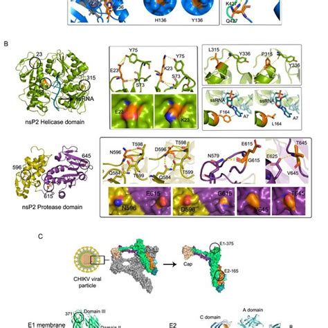 The D Structures Of Chikv Proteins A Nsp Protein Residues To