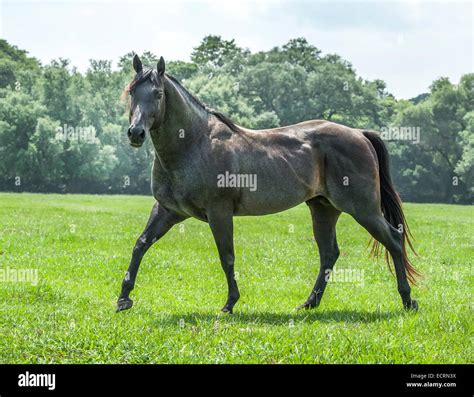 Blue roan Quarter Horse stallion Stock Photo - Alamy