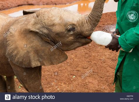 Orphan Animals High Resolution Stock Photography And Images Alamy