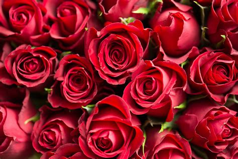 7 Conseils Pour Choisir Le Bon Bouquet De Roses Pour La Saint Valentin