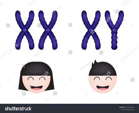 Sex Chromosome Women Men Vector Illustration Vetor Stock Livre De