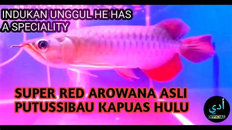 Super Red Arowana Class Premium 1 Indukan Take 2 Youtube