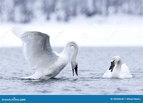 Swan Mating Dance Stock Photography | CartoonDealer.com #38580638