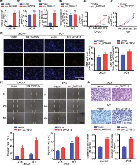 Overexpression Of Hascirc0070512 Increases Pca Cell Proliferation And Download Scientific