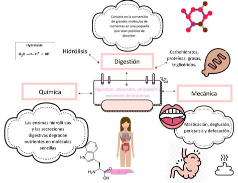 Proceso Digestión Absorción Utilización Y Excreción De Las Proteínas