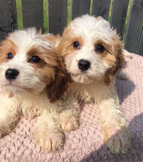 Cavapoo Puppies In Rosyth Fife Gumtree