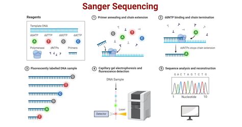 Sanger Sequencing: Principle, Steps, Applications, Diagram