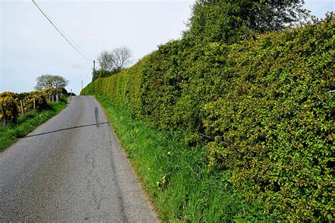 High Hedge Along Devesky Road Kenneth Allen Geograph Ireland