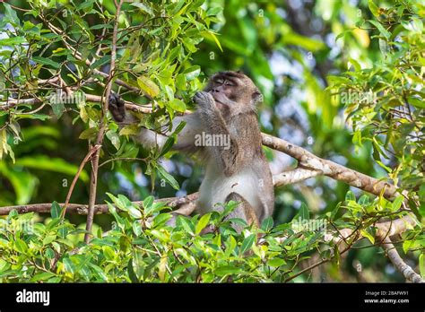 Long Tailed Macaque Also Known As The Crab Eating Macaque Macaca