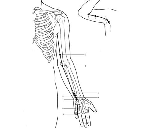 Acupuncture Heart Meridian - Good Shepherd